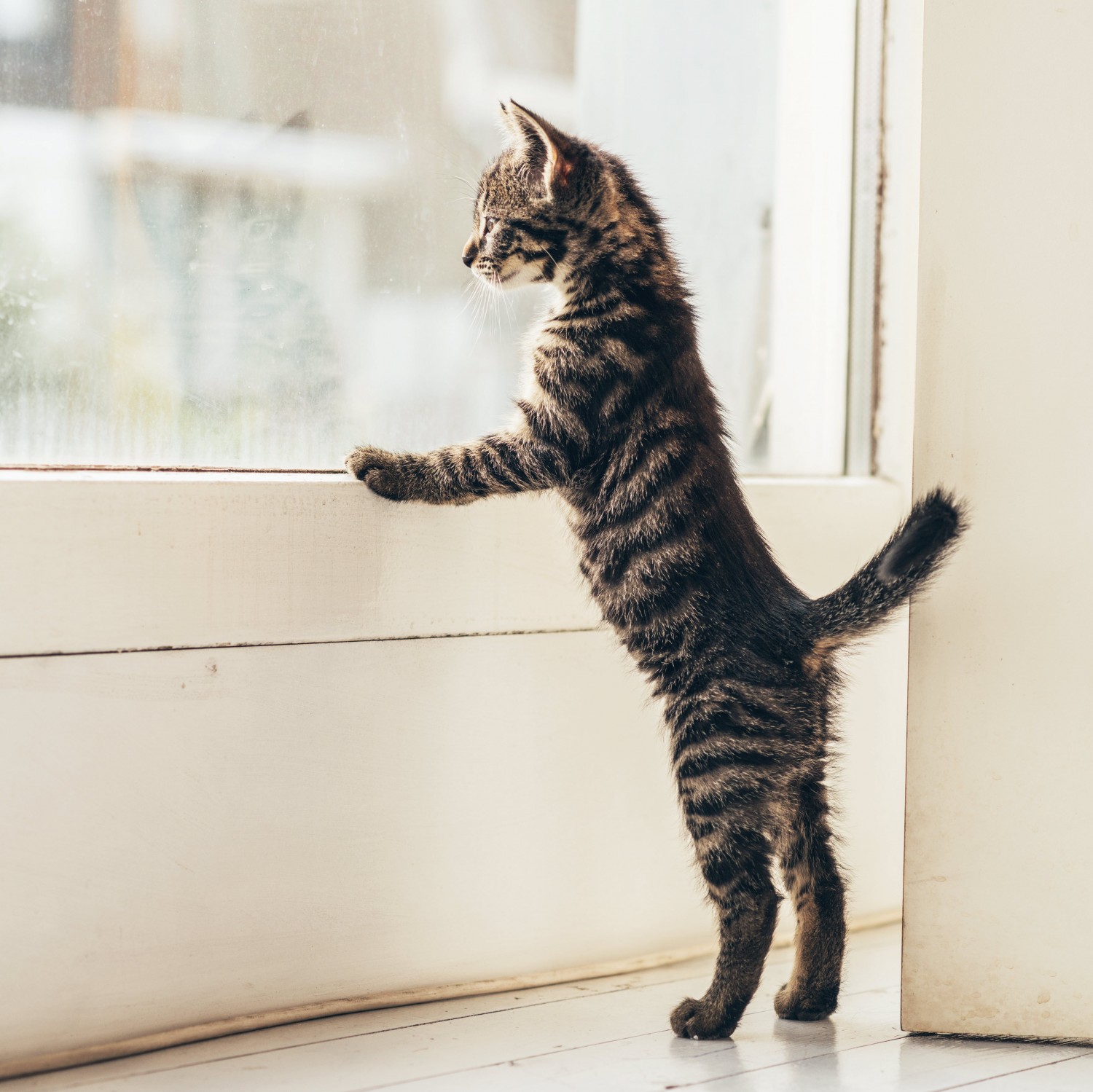 Cat Looking Out Window