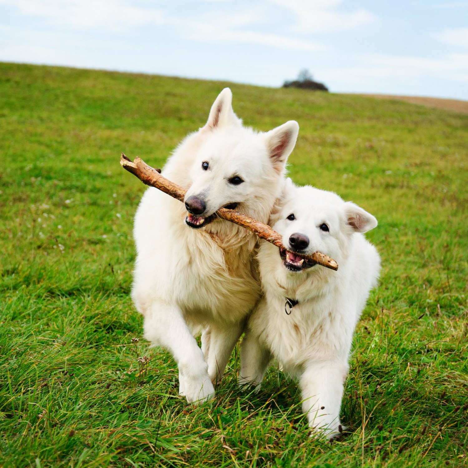 Two dogs & Stick