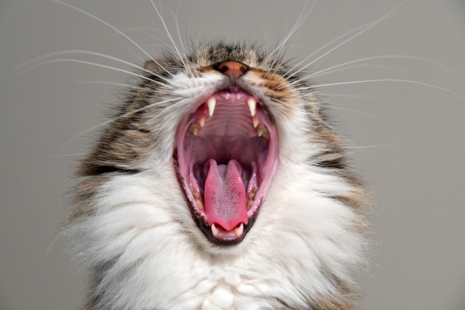 Big Yawn From Cat - Showing Teeth